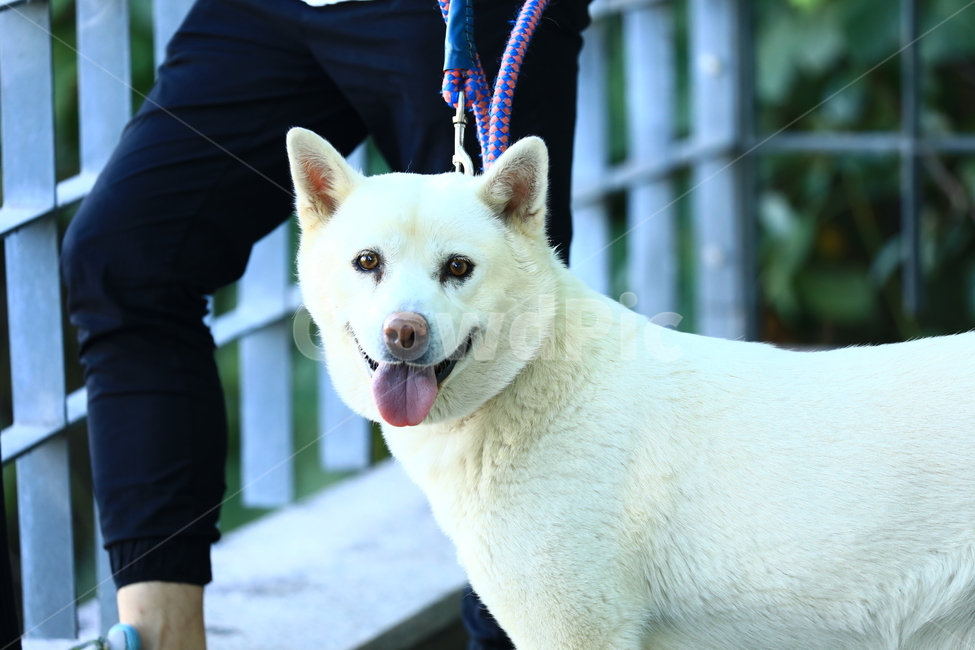 개,동물,반려견,흰색,미소,진돗개,동물,animal,포유류,mammal,개,강아지,dog,doggy