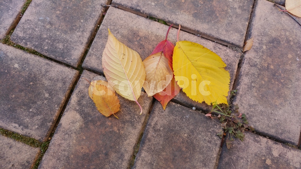 가을,낙엽,칼라,갈색,나뭇잎,가을,계절,fall,autumn,season,leaf,잎,plant,식물