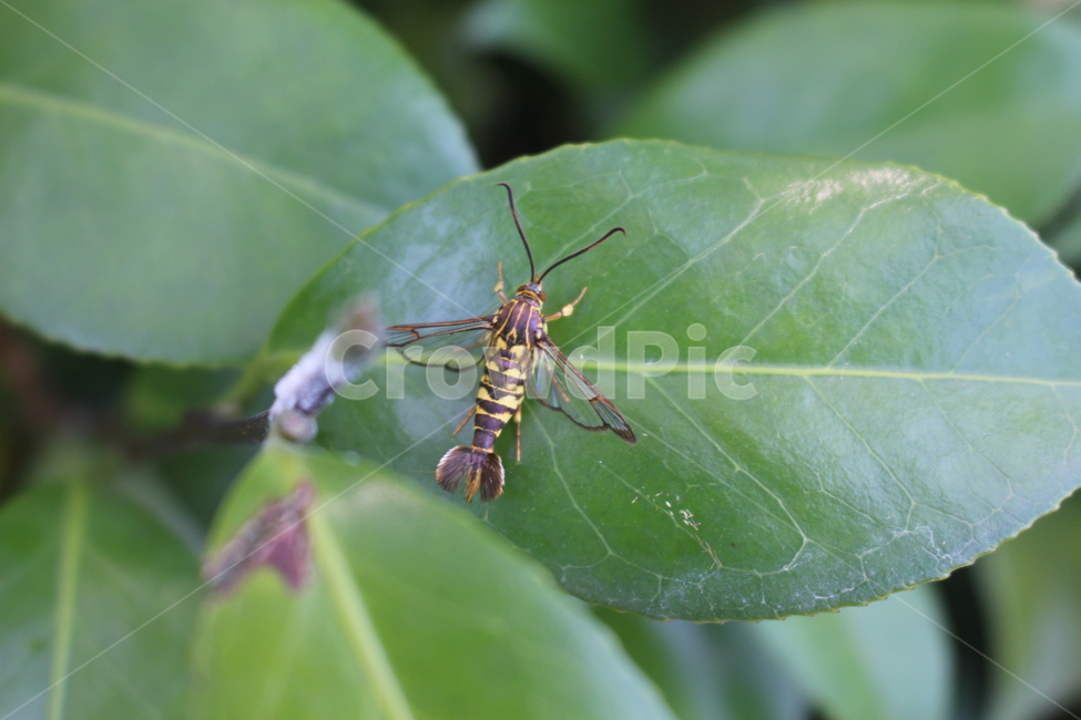 벌레,풀입,자연,색감,힐링,동물,animal,곤충,벌레,insect,bug