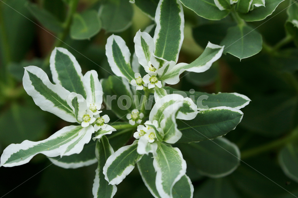꽃,식물,flower,plant,야생화,식물,자연,plants,nature,꽃,flower