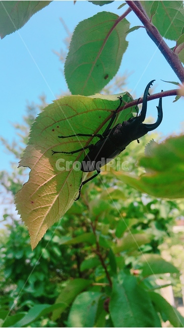 가을,풍경,자연,곤충,나뭇잎,식물,자연,plants,nature,동물,animal,곤충,벌레,insect,bug