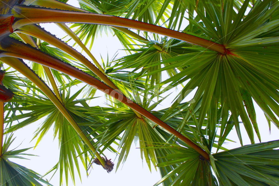 여름,야자수,배경,tropical,summer,season,background