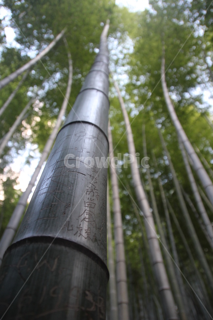 대나무,숲,자연,중국,중국대나무,bamboo,竹，