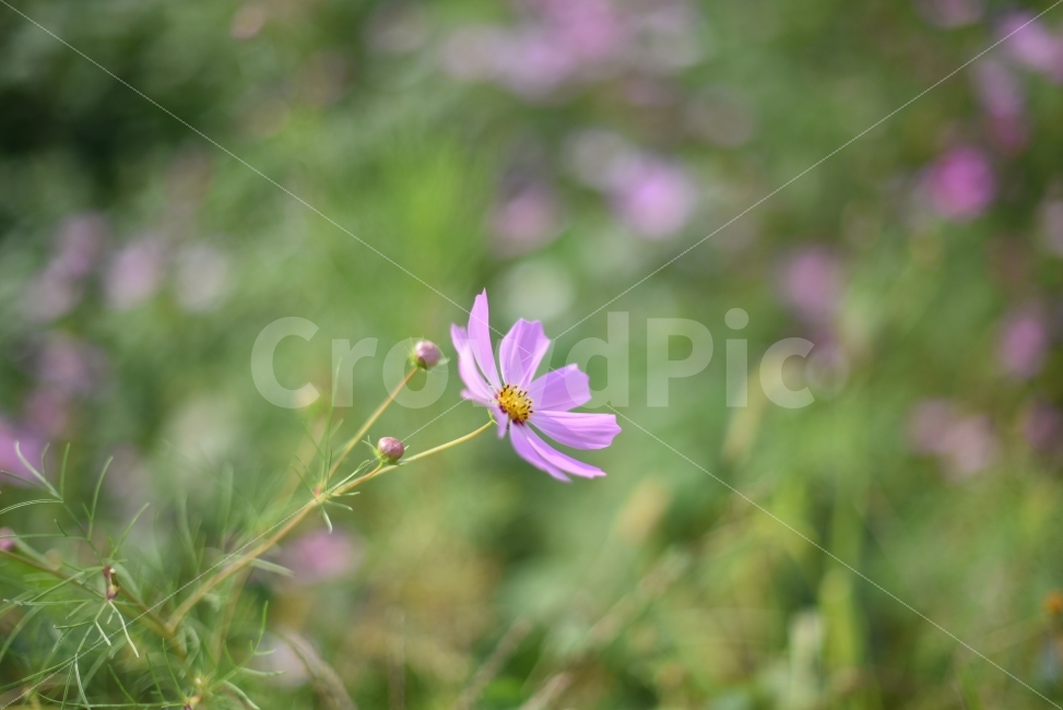 코스모스,가을,꽃,코스모스축제,풍경,가을,계절,fall,autumn,season,식물,자연,plants,nature,꽃,flower,plant