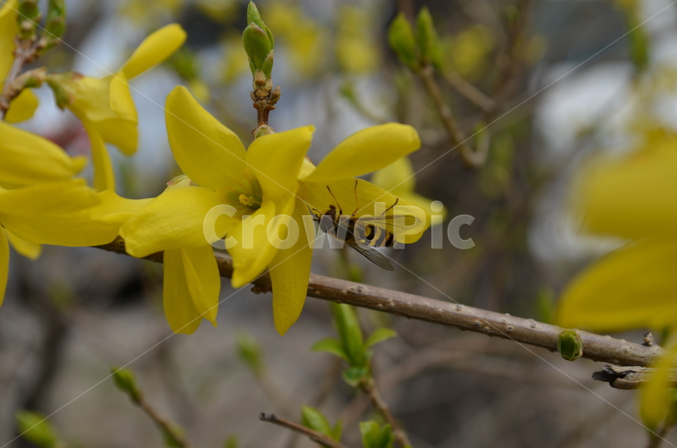 벌,꽃,봄,나무,노란꽃,식물,자연,plants,nature,꽃,flower,곤충,벌레,insect,bug