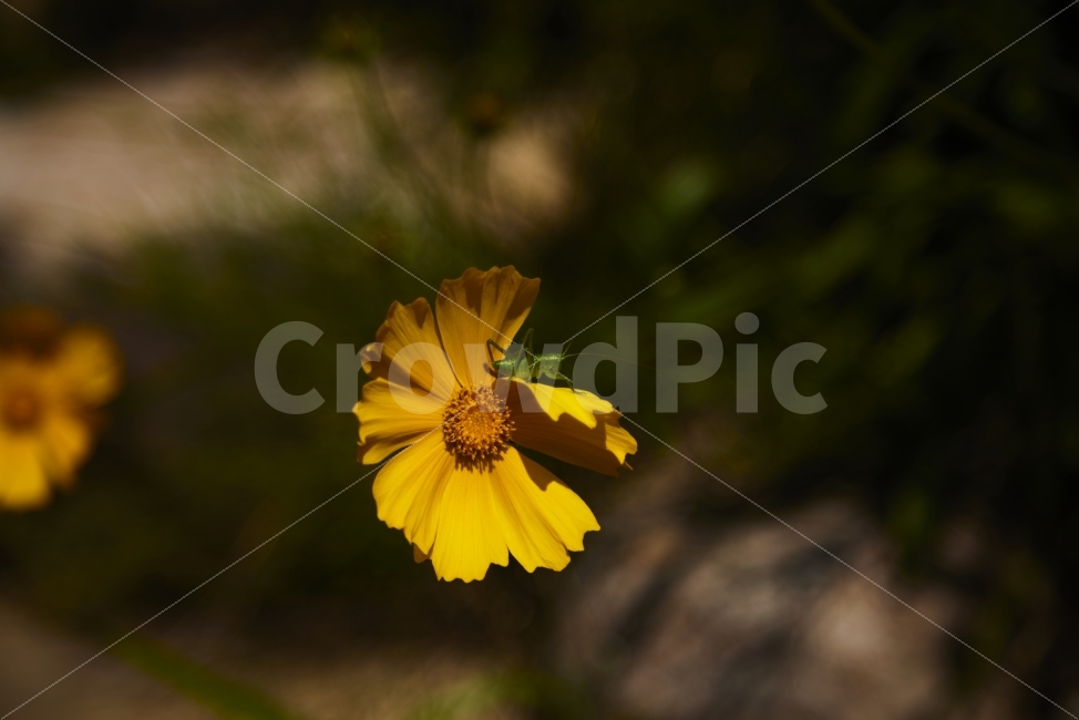 누끼,꽃,금계국,매뚜기,야생화,노랑꽃,식물,자연,plants,nature,동물,animal,곤충,벌레,insect,bug,꽃,flower