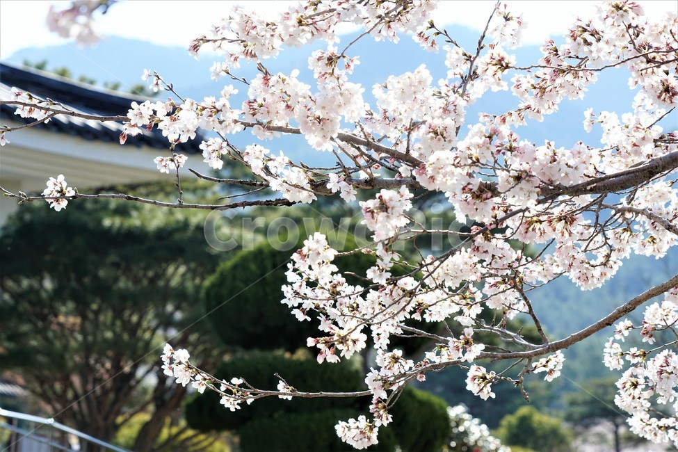 봄,벚꽃,자연,식물,나무,아름다움,봄날,따뜻함,spring,nature,season,beauty,flower,tree,봄,계절,spring,season,꽃,flower,plant,blossom