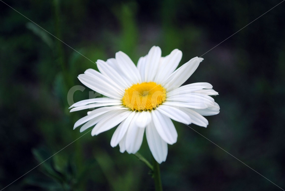 꽃,flower,식물,화이트,white,yellow,daisy,데이지,plants,nature,국화,자연,식물,자연,plants,nature,꽃,flower