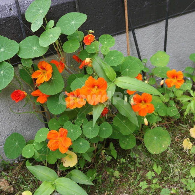 꽃,식물,자연,주황,초록,flower,plants,nature,orange,green,hana,shokubutsu,orenziiro,midori,식물,자연,plants,nature,꽃,flower