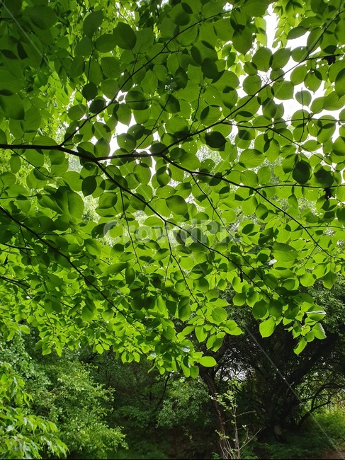 봄,힐링,자연,녹색,시원함