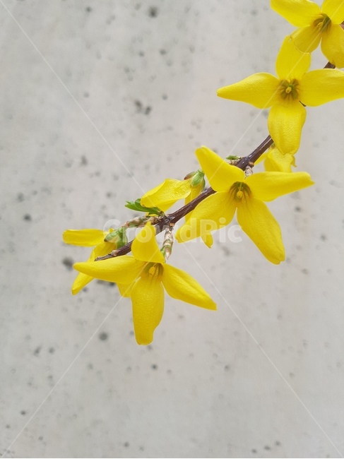 봄,식물,봄꽃,개나리,꽃,봄,계절,spring,season,식물,자연,plants,nature,꽃,flower,plant