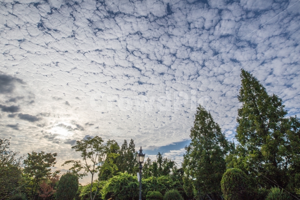 풍경,하늘,구름,나무,landscape,tree,cloudy,자연,풍경,nature,landscape,plant,식물,fir,전나무