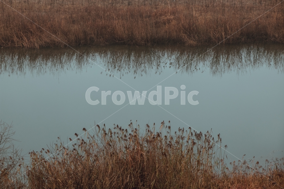 경기도,양평,갈대,강가,아침,새벽,가을,계절,fall,autumn,season,자연,풍경,nature,landscape,grass,잔디,plant,식물,outdoors,옥외,land,땅,water,물