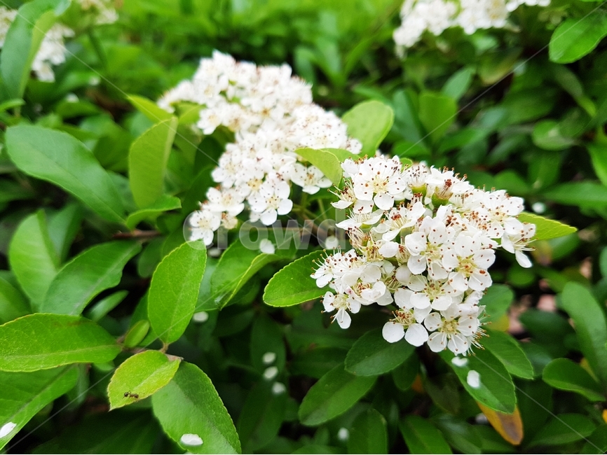 윤노리나무,장미목,가로수,정원수,식용식물,nature,하얀꽃,약재,식물,자연,plants,nature,꽃,flower
