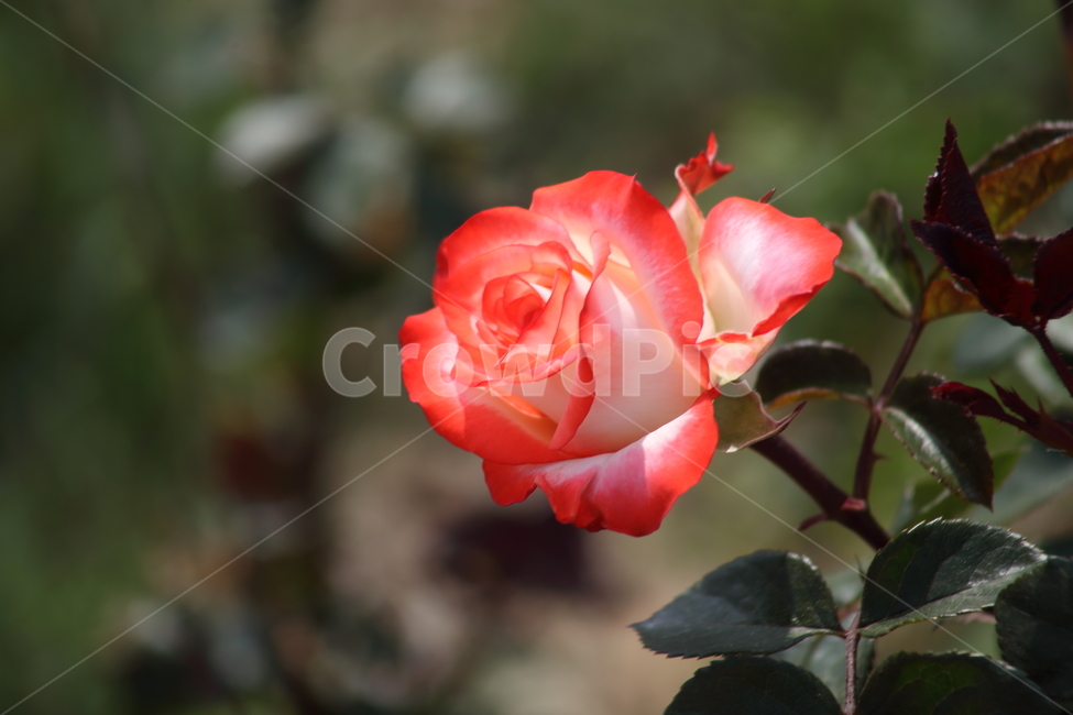 장미,꽃,봄,덩굴식물,rose