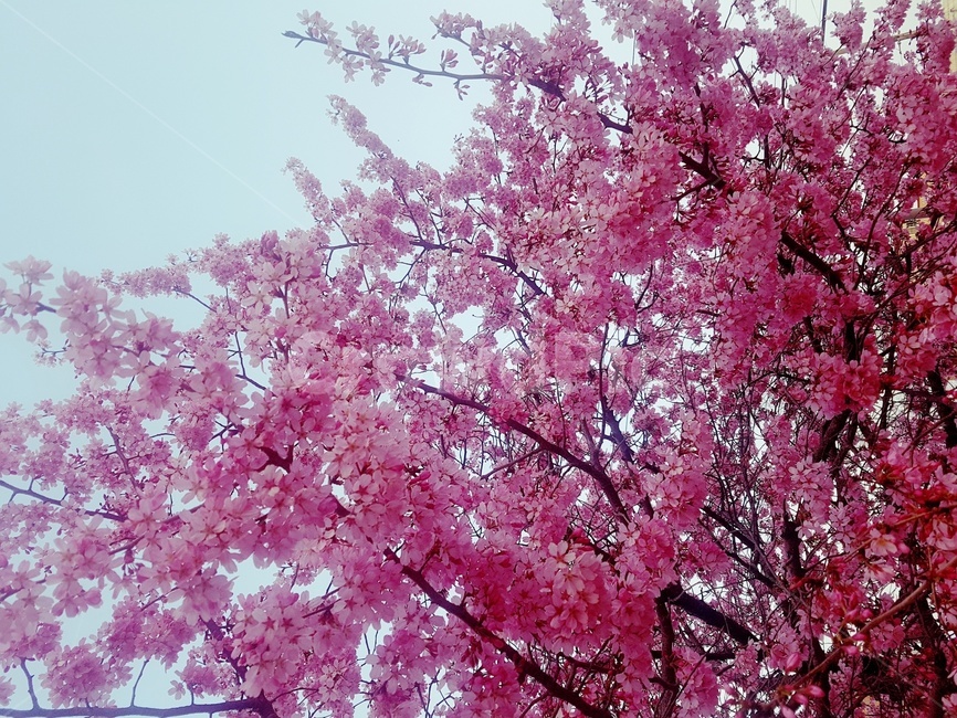 식물,꽃,벚꽃,분홍색꽃,flower