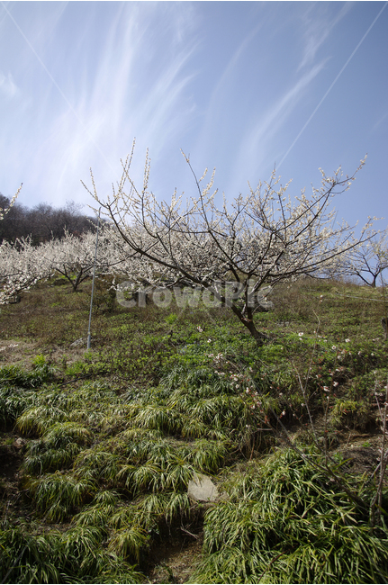 매화,나무,하늘,파란하늘,꽃봉오리,봄,봄날,봄풍경,봄꽃,감성,spring,flower,봄길,산책,봄나들이,식물,꽃,초록,언덕,봄,계절,spring,season,자연,풍경,nature,landscape,식물,plants,나무,trees,wood,plant