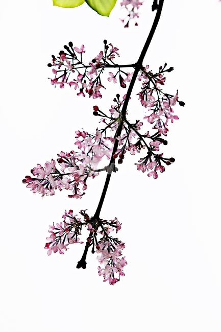 라일락,꽃,봄꽃,자연,배경,식물,자연,plants,nature,꽃,flower