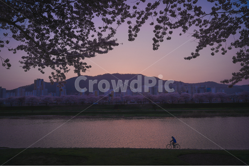 cherryblossoms,벚꽃,봄,꽃,일몰,자전거,강가,산책,라이딩,적막,여유,체리블라썸,핑크,분홍,sunset,봄,계절,spring,season,도시,풍경,city,landscape,한국도시풍경,한국도시경관,korea cityscape,색깔,색상,색채,색감,color sense,color sensitivity,feeling of color