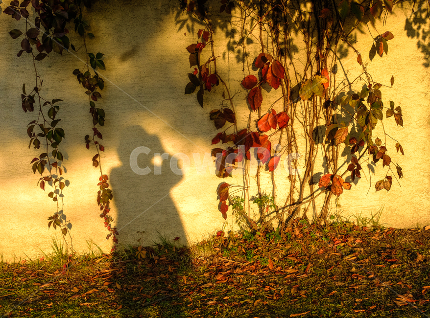 가을,나무,그림자,담쟁이,계절,낙엽,사람,감성,햇살,가을,계절,fall,autumn,season,식물,자연,plants,nature,인물실루엣,사람실루엣,character silhouette,human silhouette,leaf,잎,plant,tree,painting,그림,art,미술