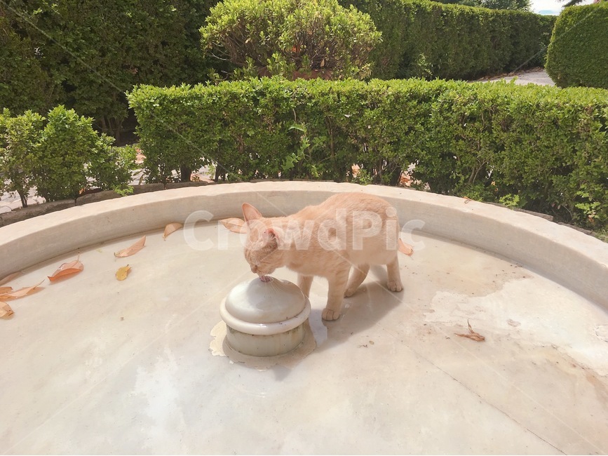 고양이,여름,동물,cat,물,더위,분수,동물,animal,포유류,mammal,고양이,cat,kitten,kitty