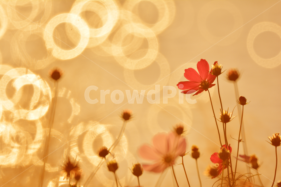가을,가을배경,가을감성,코스모스,감성사진,가을꽃,들꽃,가을분위기,가을서정,보케,빛망울,플레어,plant,flowers,꽃잎,꽃술,분홍색,핑크색,background,season,식물,autumn,fall,feeling,sensible,반사,emotional,9월,10월,11월,배경,바탕,빨강색,pink,red,백그라운드,bokeh,해질무렵,가을,계절,fall,autumn,season,식물,자연,plants,nature,꽃,flower