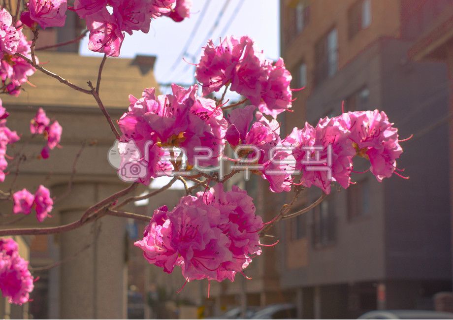 꽃,자연,햇살,나뭇가지,꽃향기,주택가,따뜻한날씨,햇빛,봄꽃,핑크색,맑은하루,flower,pink,nature,sunnyday,sunlight,blossom,plant,식물