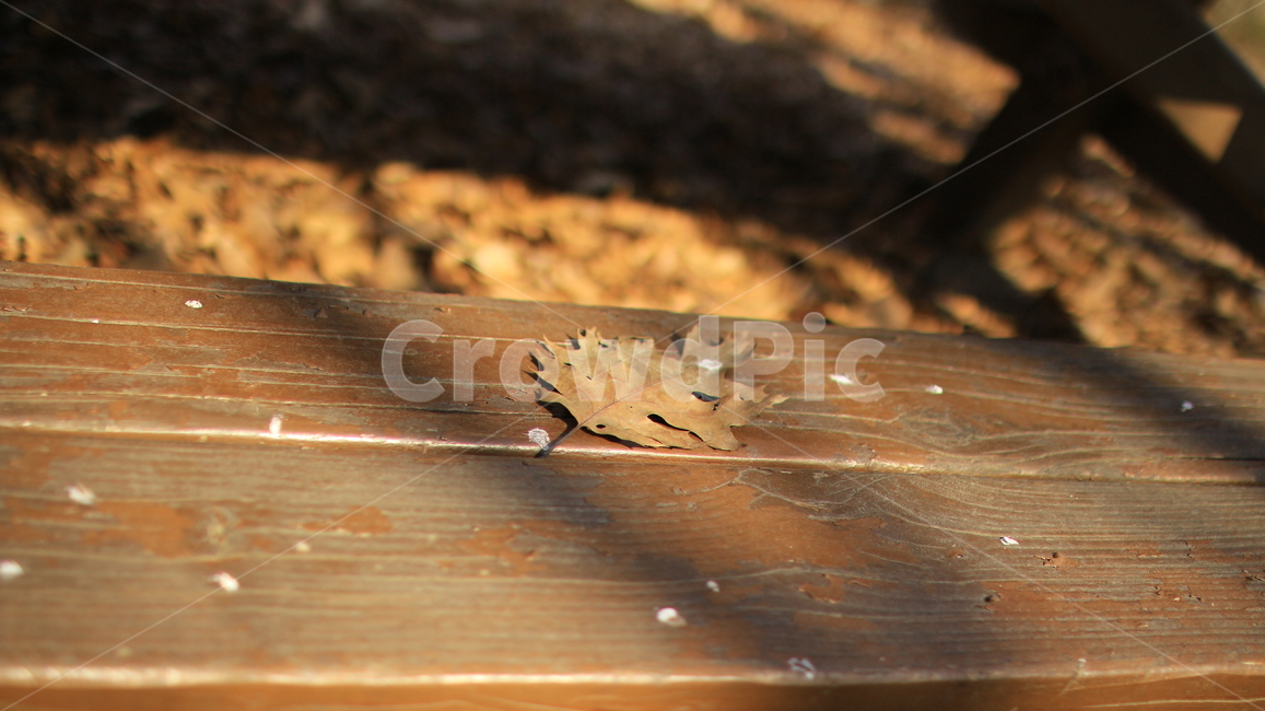 낙엽,가을,나무,나뭇잎,그림자,겨울,plant,leaf,wood