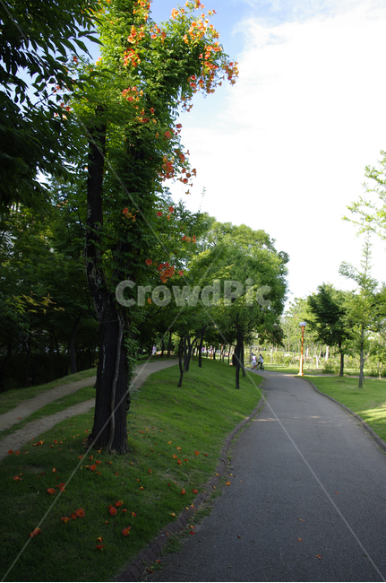 능소화,꽃,식물,flower,plant,자연,풍경,nature,landscape,outdoors,옥외,tree,나무