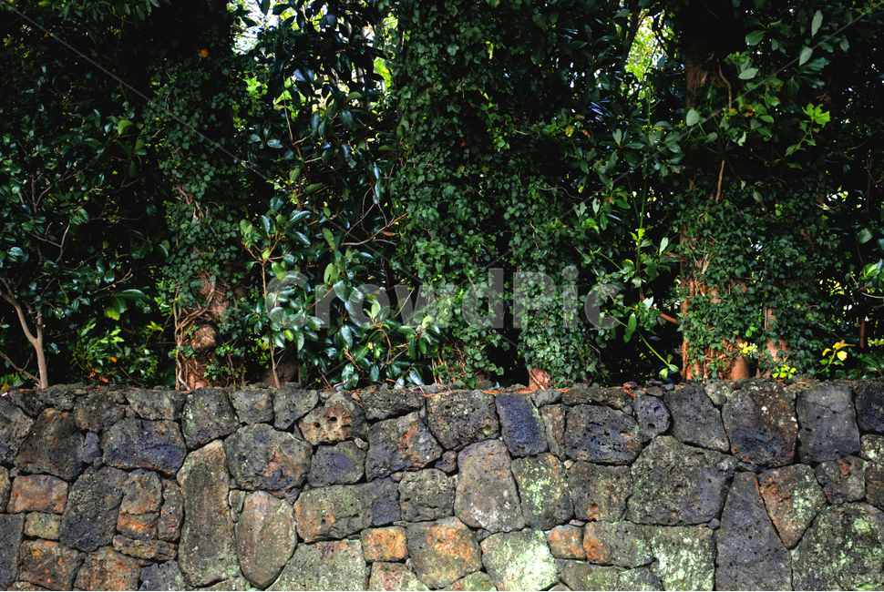 돌담,자연,돌,나무,담,녹색,배경,텍스처,오브젝트,질감,패턴,pattern,텍스쳐,background,벡그라운드,texture,불규칙,블럭,처록색,plants,nature,표면,담장,architecture,construction,stone,rock,자연,풍경,nature,landscape,wall,벽