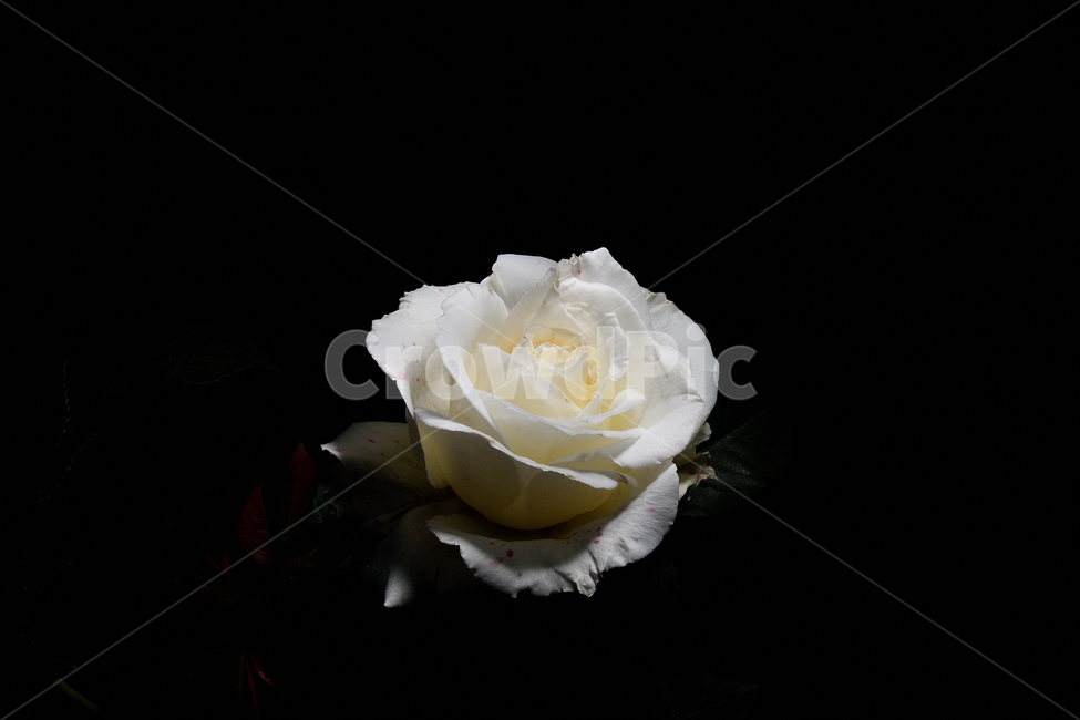장미,장미꽃,꽃사진,식물,꽃,식물,자연,plants,nature,꽃,flower