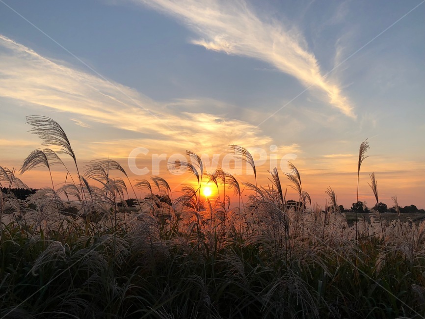 가을,갈대,석양,가을하늘,가을석양,노을,일몰,가을,계절,fall,autumn,season,자연,풍경,nature,landscape,grass,잔디,plant,식물,lawn,reed