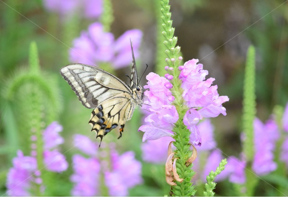꽃,꽃들,나비,자연,아름다움,장식,배경화면,flowers,flower,butterfly,nature,beautiful,bright,decoration,background,floral,식물,자연,plants,nature,꽃,flower,동물,animal,곤충,벌레,insect,bug