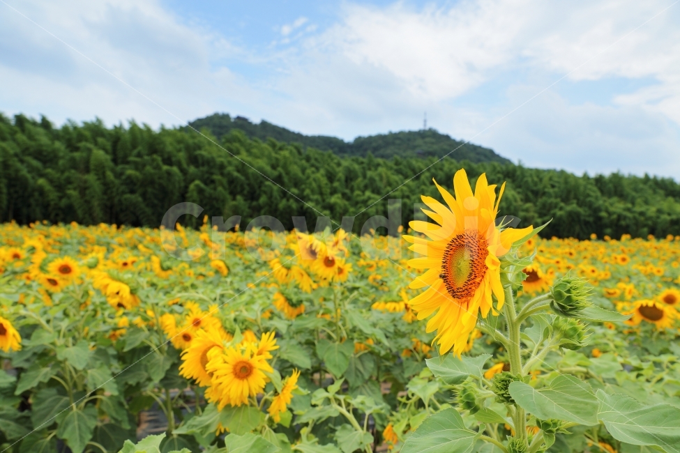 울산,태화강공원,여름,해바라기,꽃밭,군락,여름,계절,summer,season,식물,자연,plants,nature,꽃,flower,plant,blossom