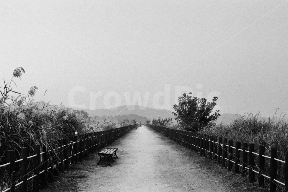 우포늪,창녕우포늪,갈대,길,흑백사진,자연,풍경,nature,landscape,흑백,모노톤,monochrome,black and white,water,물,outdoors,옥외,bench,벤치