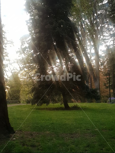 plant,식물,빛,light,잔디,식물,자연,plants,nature,나무,trees,wood
