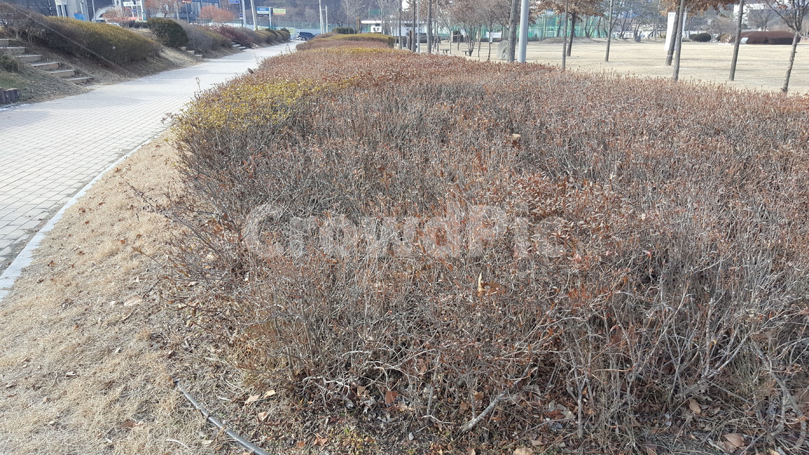 공원,조경,나무,풍경,자연,공원풍경,겨울공원,겨울나무,겨울,계절,winter,season,식물,자연,plants,nature