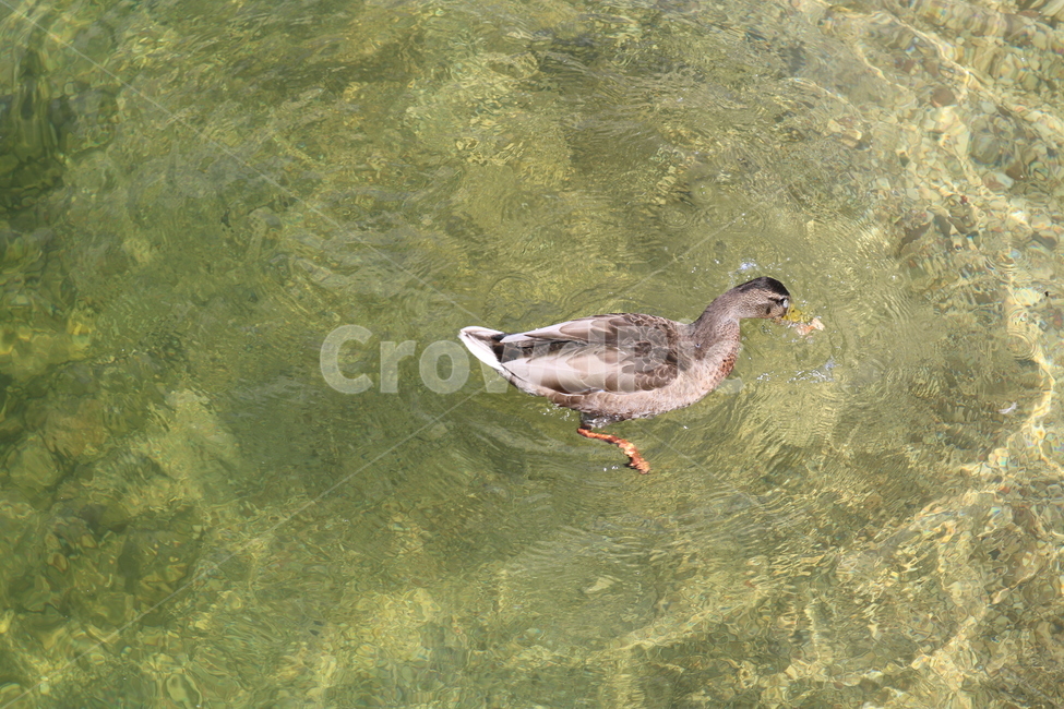 오리,duck,동물,animal,조류,수중생물