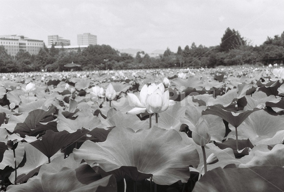 연꽃,흑백,필름,필름카메라,필름사진,식물,자연,plants,nature,꽃,flower,흑백,모노톤,monochrome,black and white