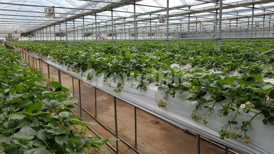 딸기농장,딸기,농사,딸기농사,자연,plant,병장식,식물,과일,열매,fruit,농업,농사,agriculture,farming,farming industry