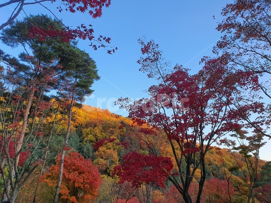 가을,단풍,산,가을단풍,빨간색,노란색,초록색,나무,tree,자연,하늘