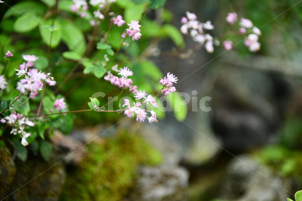 꽃,자연,식물,야생화,nature,flower,감성,feeling,배경,백그라운드