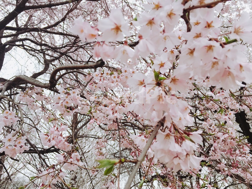 벚꽃,봄,봄꽃,cherryblossom,springflowers,봄,계절,spring,season,식물,자연,plants,nature,꽃,flower,plant,blossom