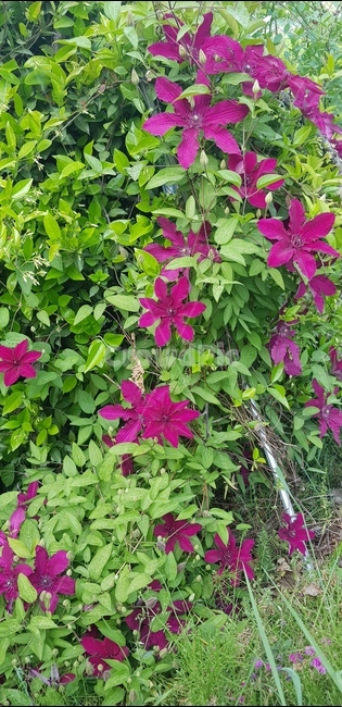 클레마티스,클레마티스꽃,클레마티스덩굴,clematis,봄꽃클레마티스