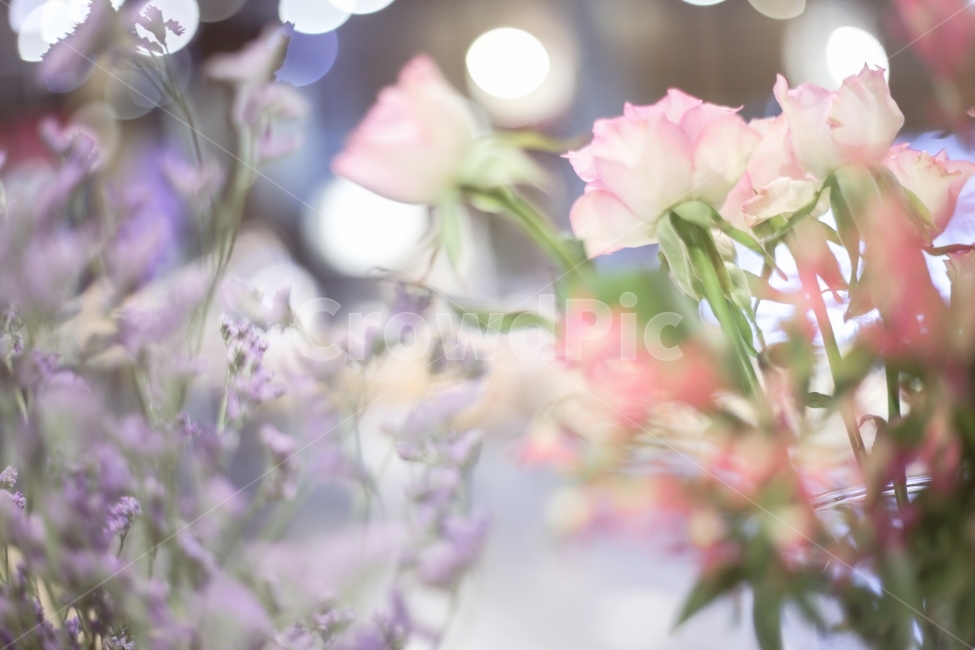 꽃,감성사진,꽃사진,감성스냅,스냅사진,색감,감성,느낌,flower,snap,photo,포토그래퍼,사진,식물,자연,plants,nature,꽃,flower,감성,sensible,feeling