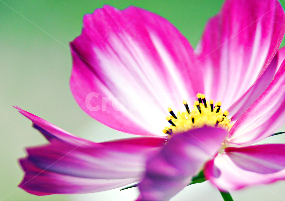 자연,식물,코스모스,감성,가을꽃,가을,계절,fall,autumn,season,식물,자연,plants,nature,꽃,flower,plant