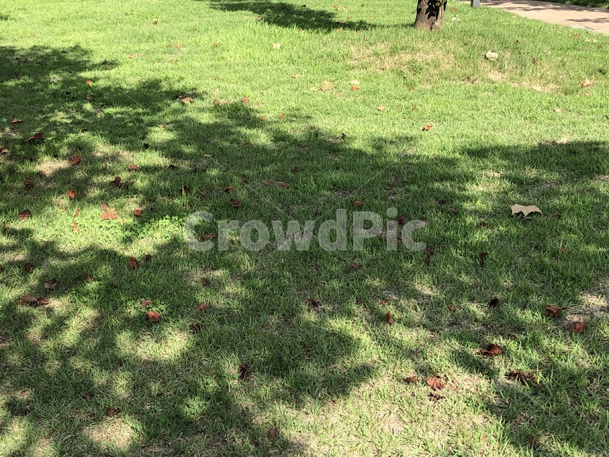 grass,잔디,plant,식물,낙엽,가을,식물,자연,plants,nature