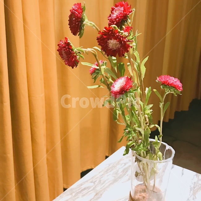 꽃,화분,조명,감성,식탁위의꽃
