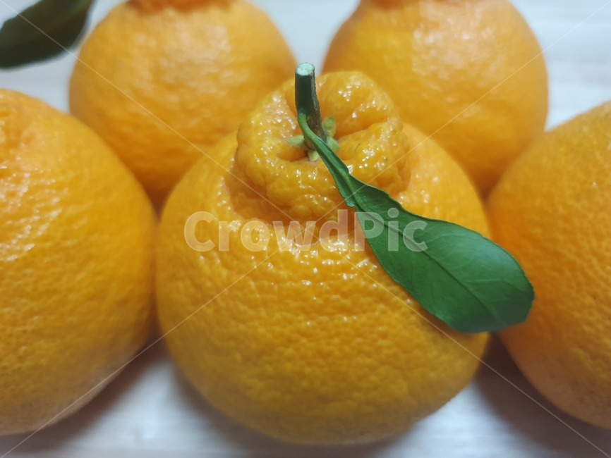 식물,음식,과일,감귤류과일,food,fruit,citrusfruit,한라봉,plant