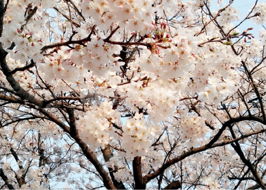 벗꽃,꽃,활짝핀꽃,탐스런꽃,예쁜꽃